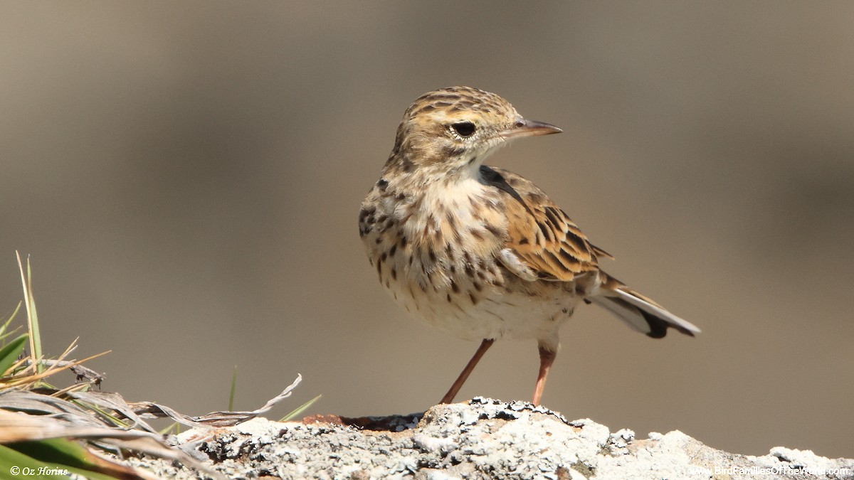 Australian Pipit - ML652242987