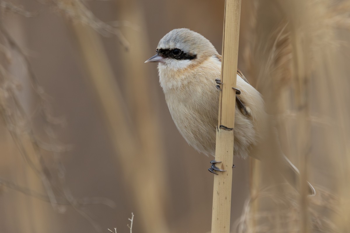 ツリスガラ - ML652242988