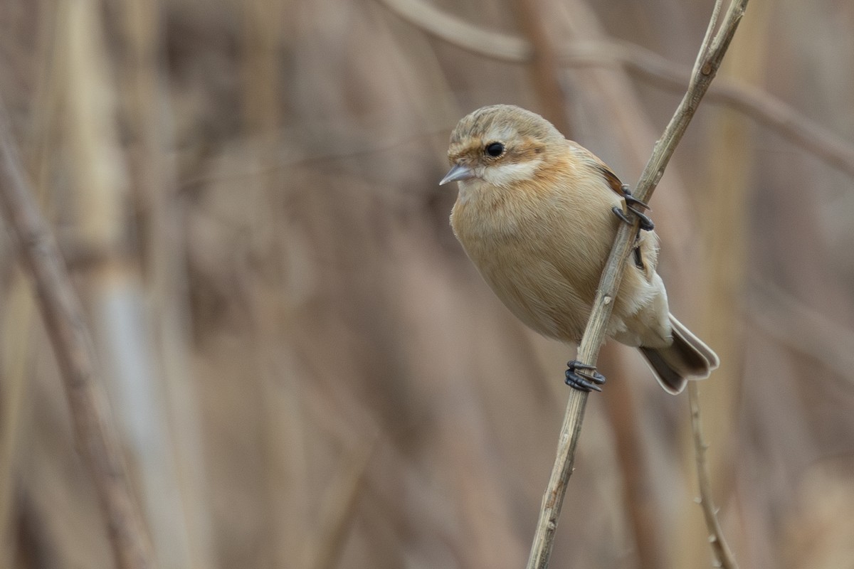 ツリスガラ - ML652242989