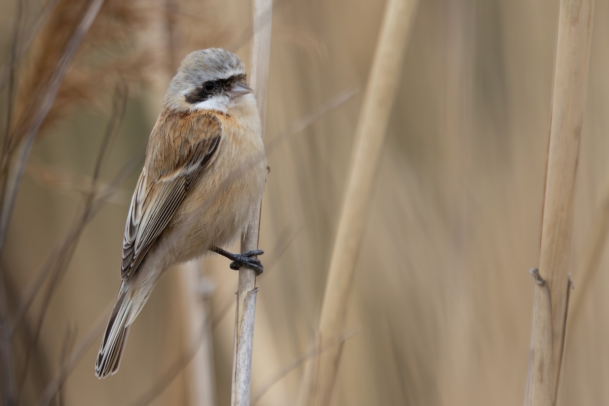 ツリスガラ - ML652242990