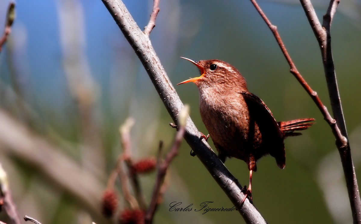 ミソサザイ - ML652242991