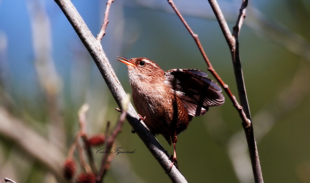 ミソサザイ - ML652242992