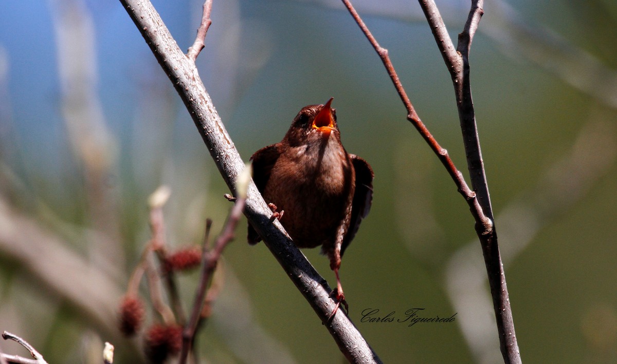 ミソサザイ - ML652242993