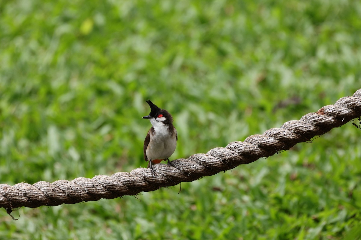 コウラウン - ML652242994