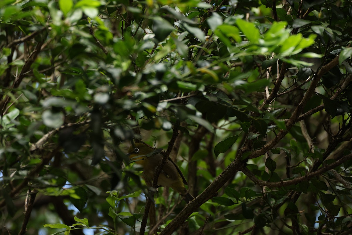 メジロ - ML652242995