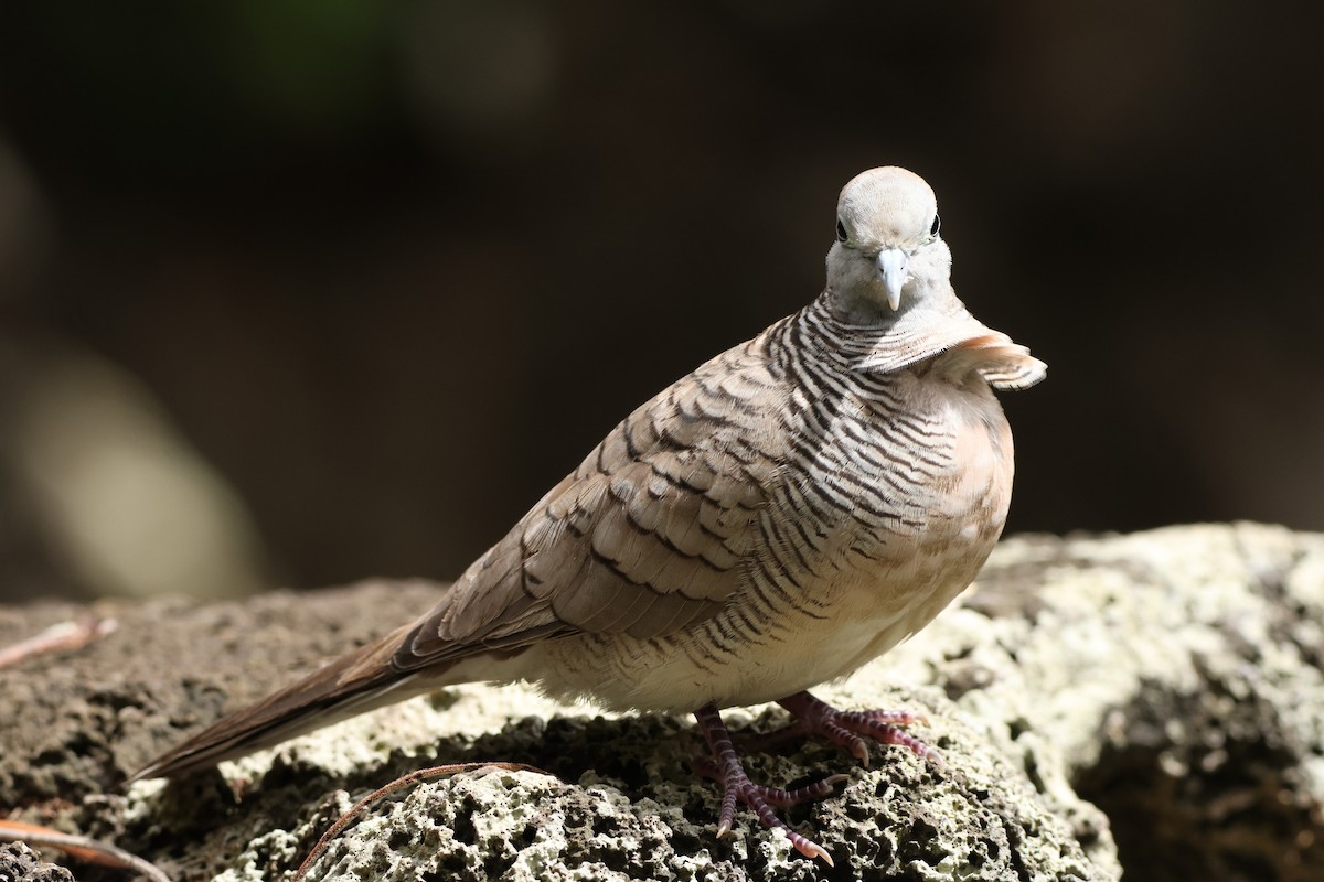 チョウショウバト - ML652242996