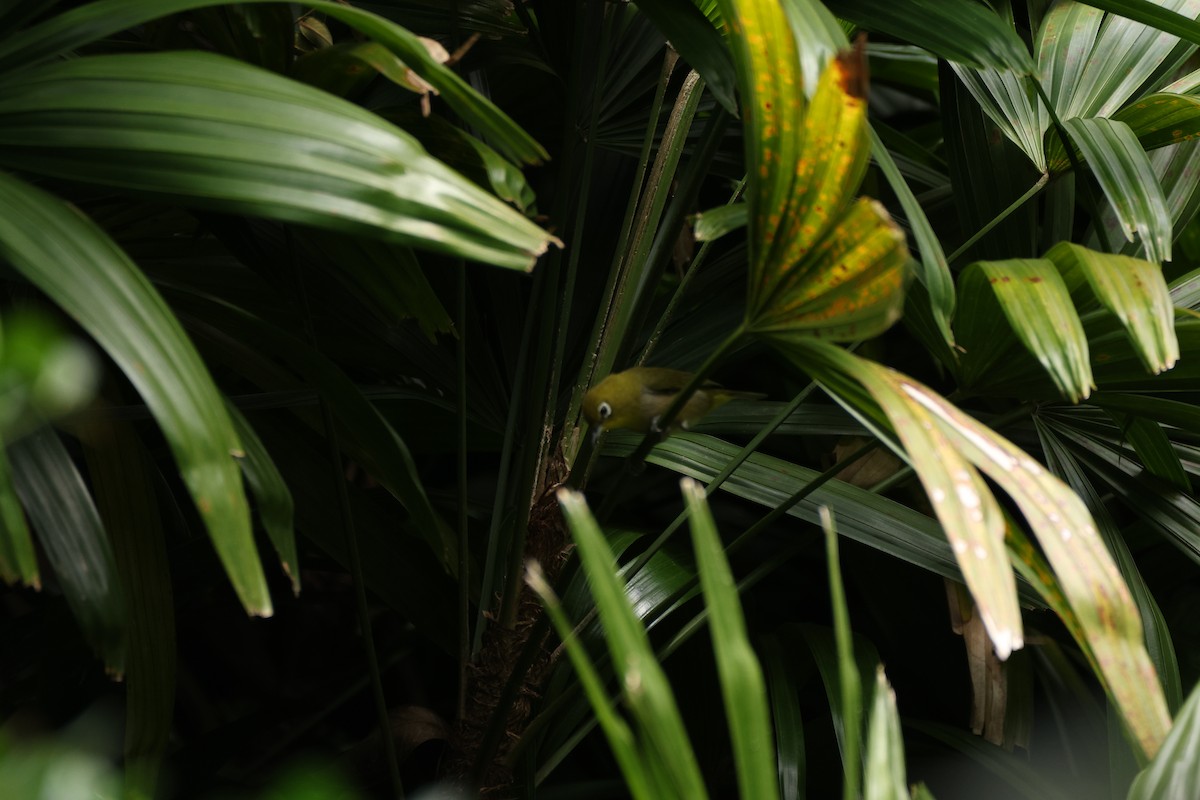 メジロ - ML652242997