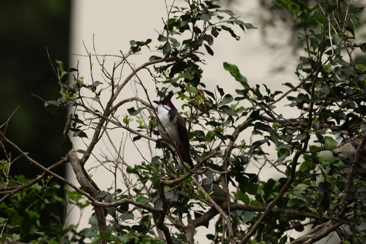 コウラウン - ML652242998