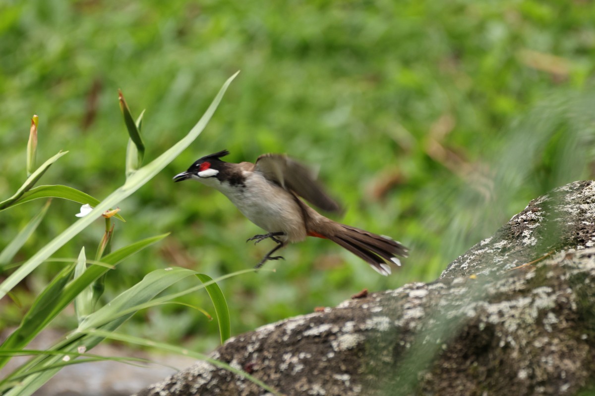 コウラウン - ML652242999