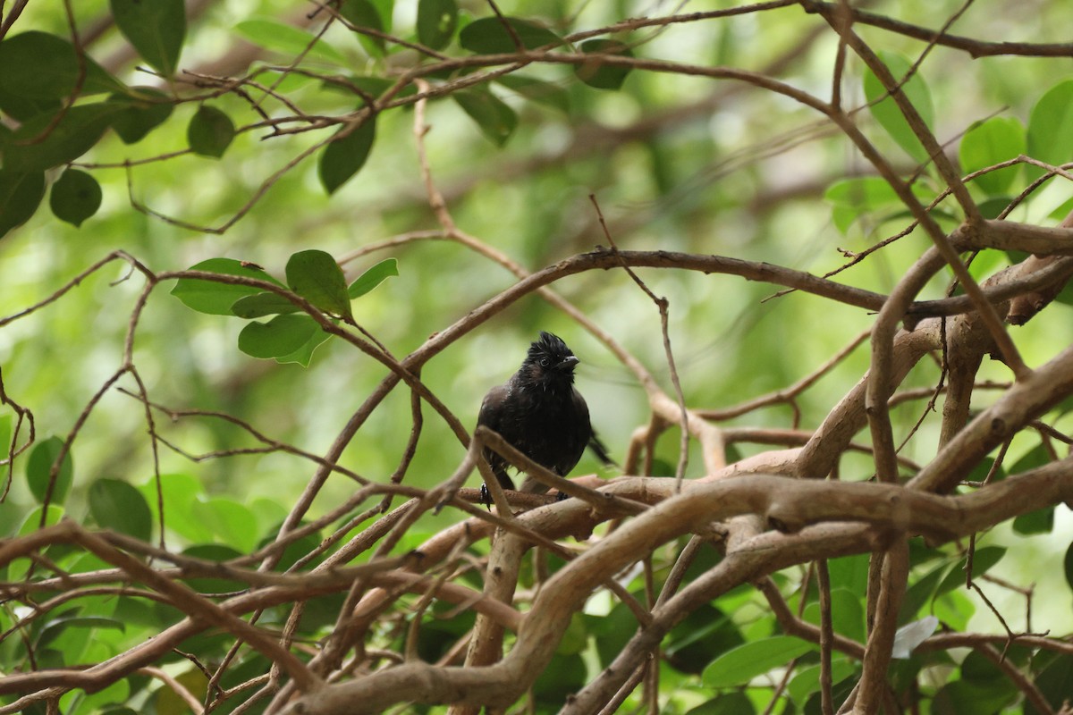 シリアカヒヨドリ - ML652243000