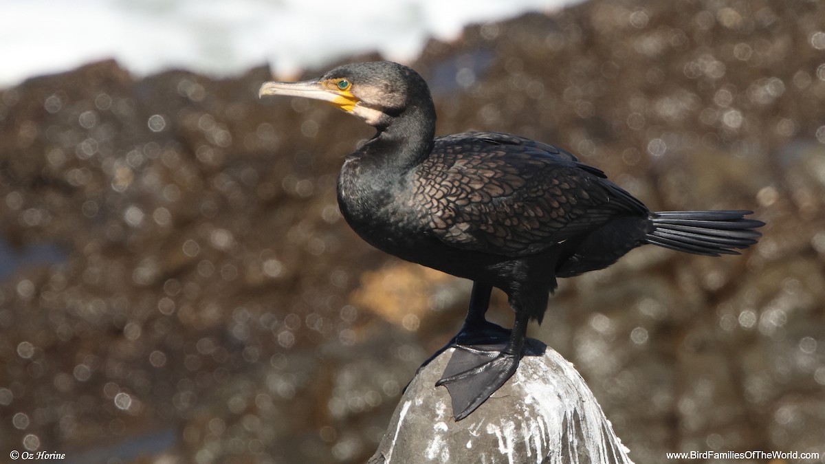 カワウ - ML652243002