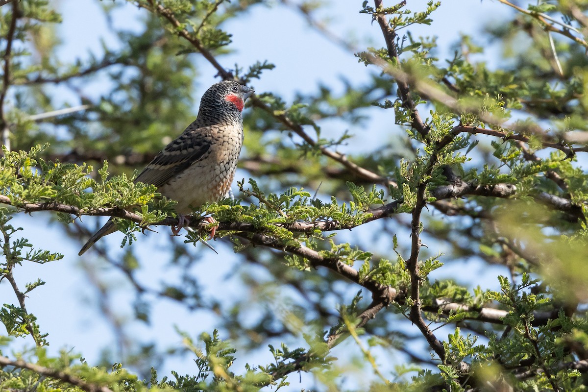 イッコウチョウ - ML652243010