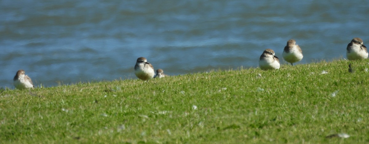 ニュージーランドチドリ - ML652243013