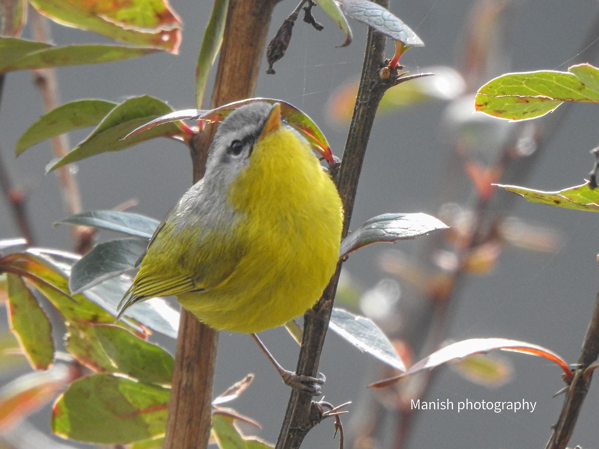 ハイガシラモリムシクイ - ML652243015