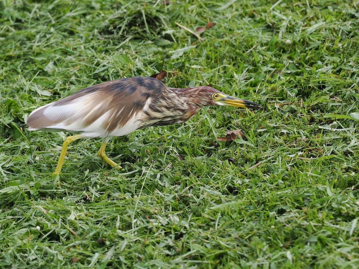 アカガシラサギ - ML652243016