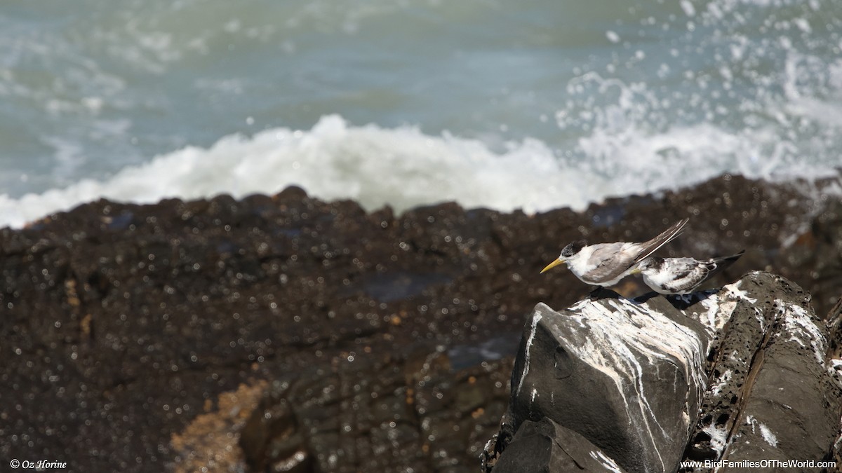 オオアジサシ - ML652243018