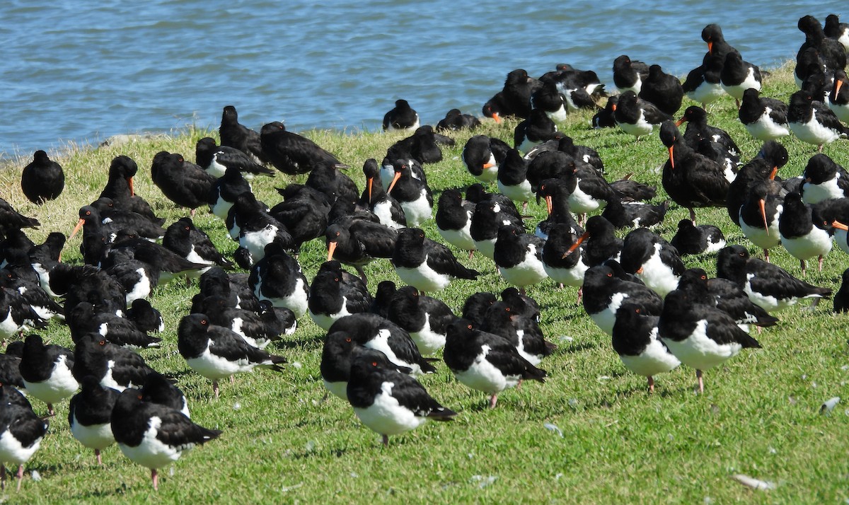 ミナミミヤコドリ - ML652243020