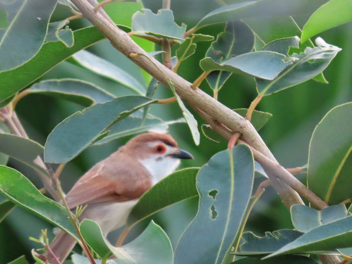 キンメセンニュウチメドリ - ML652243021