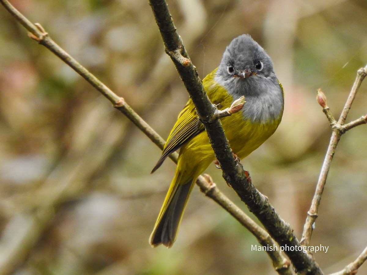 ハイガシラヒタキ - ML652243023