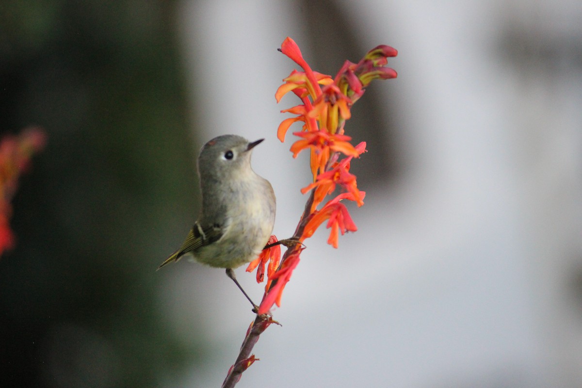 ルビーキクイタダキ - ML652243024