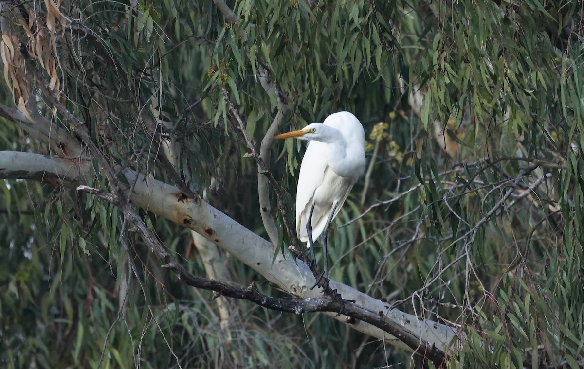 Great Egret - ML652243186