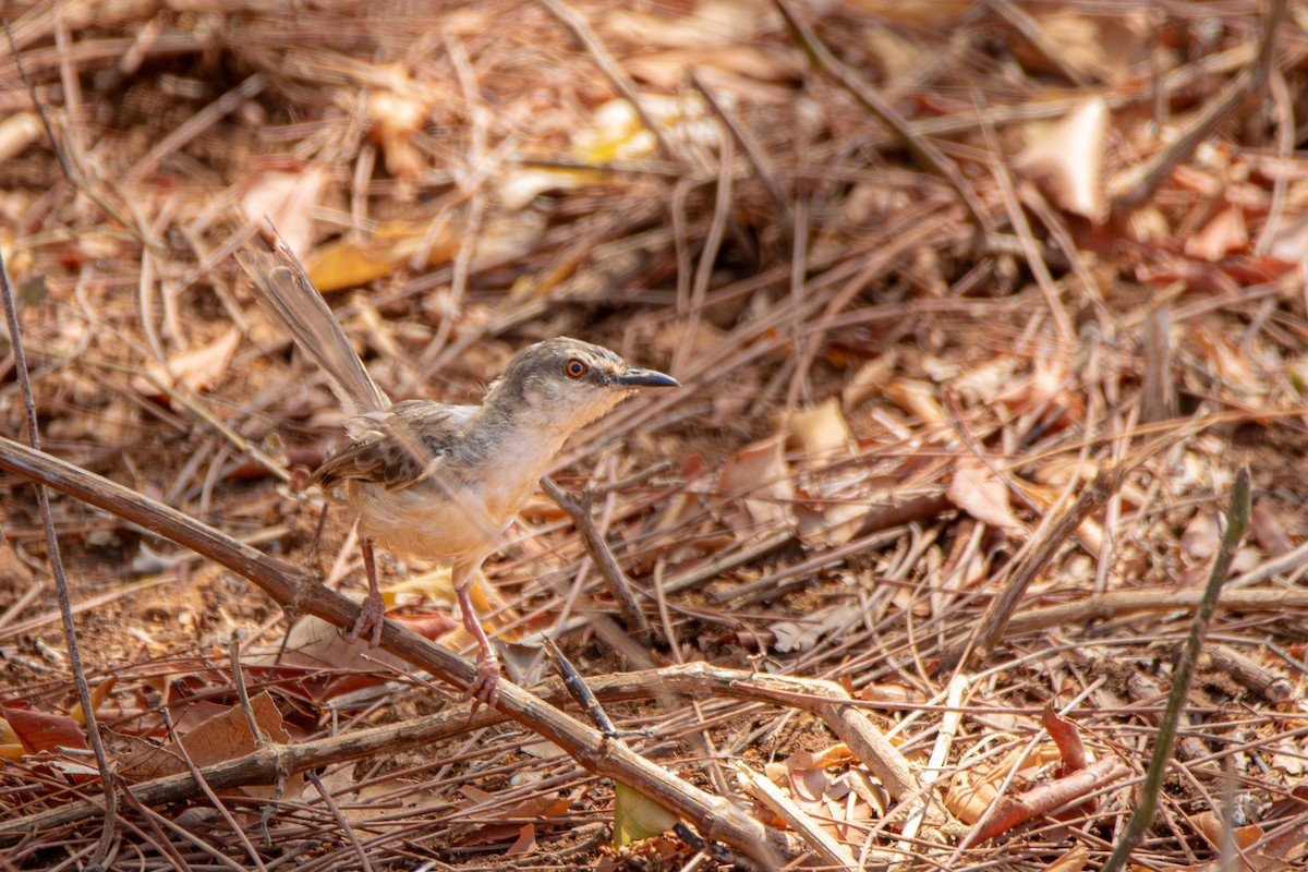 Tawny-flanked Prinia - ML652243215