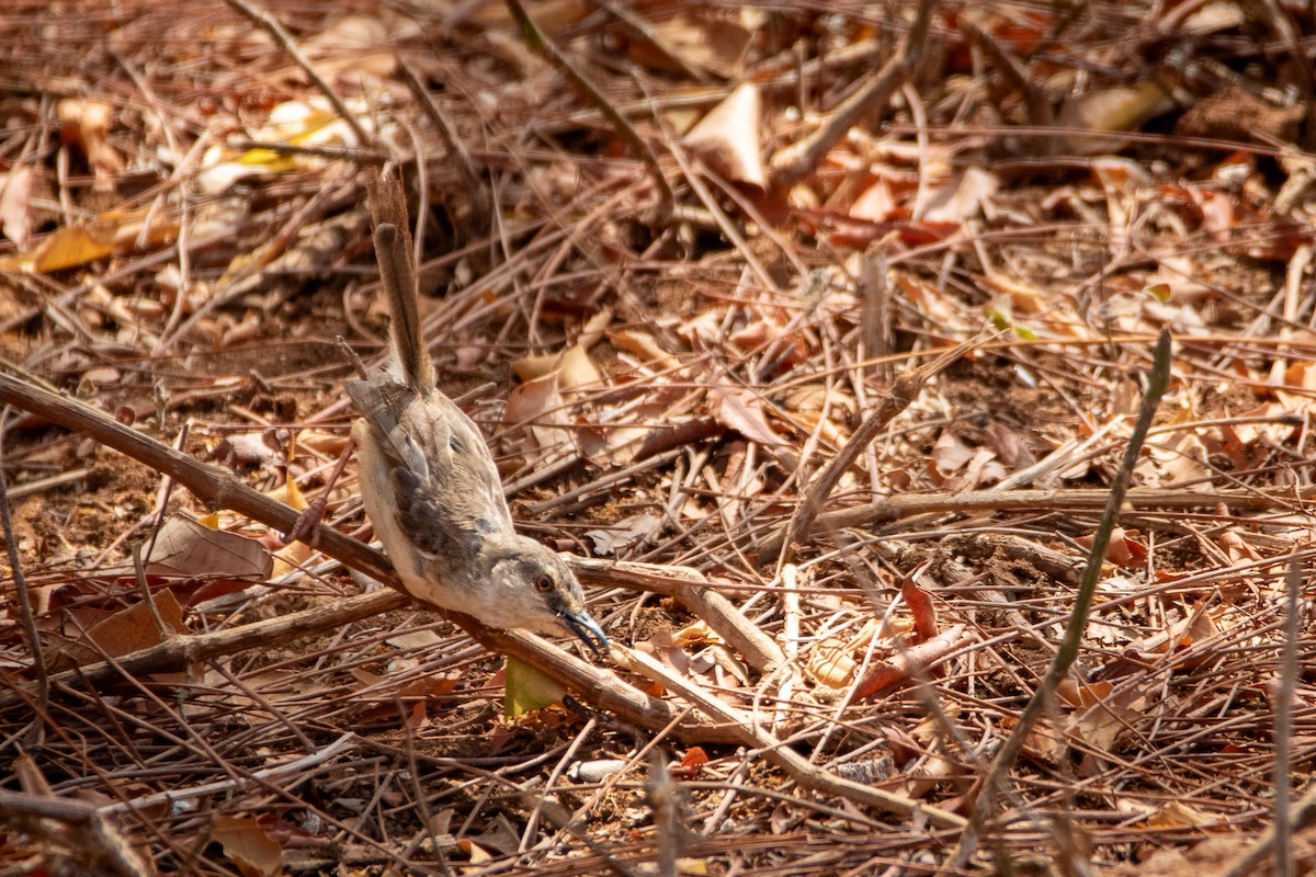 Tawny-flanked Prinia - ML652243216