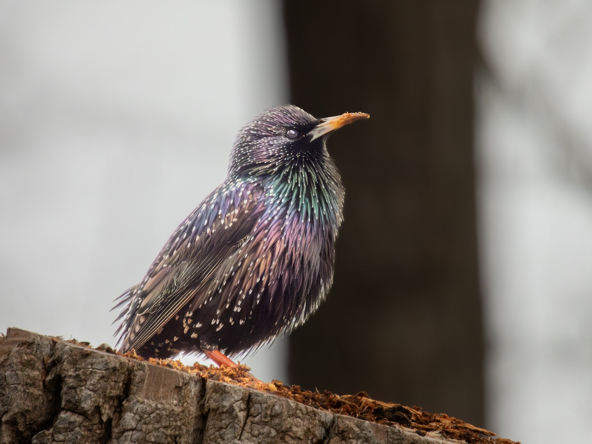 European Starling - ML652243361
