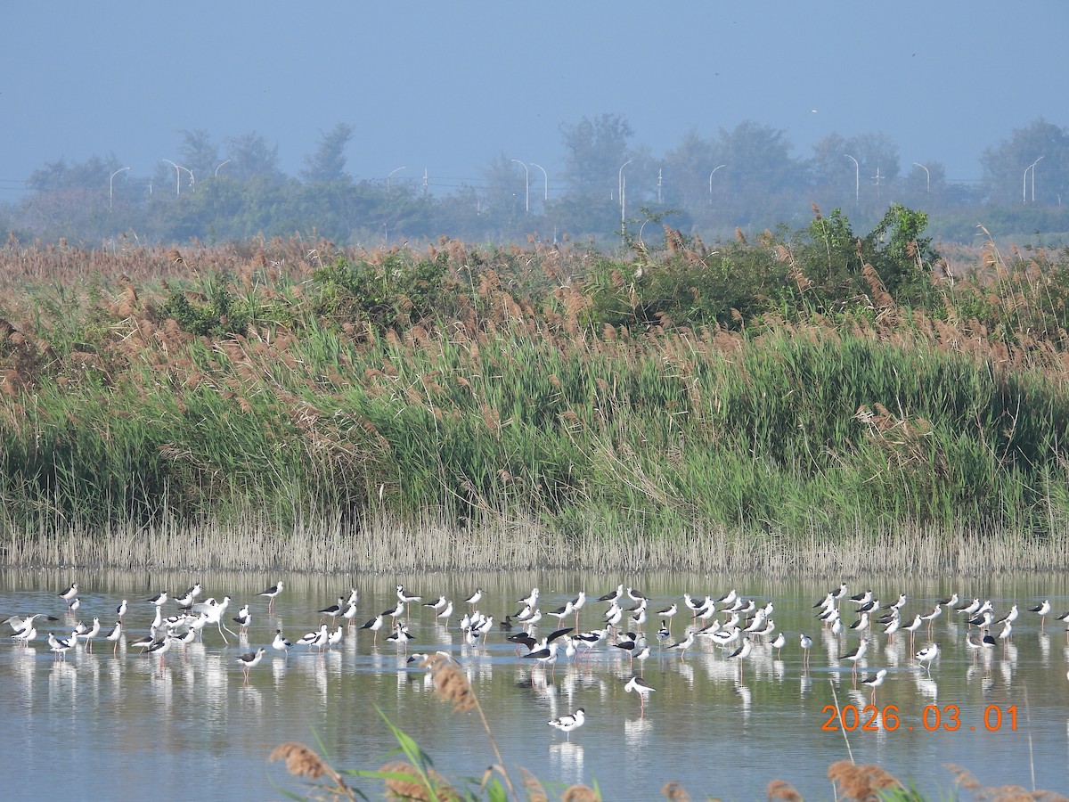 Шилоклювка - ML652243423