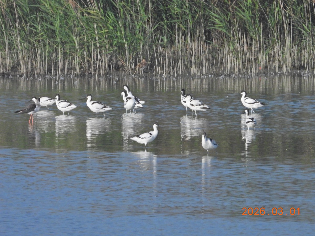 Шилоклювка - ML652243471