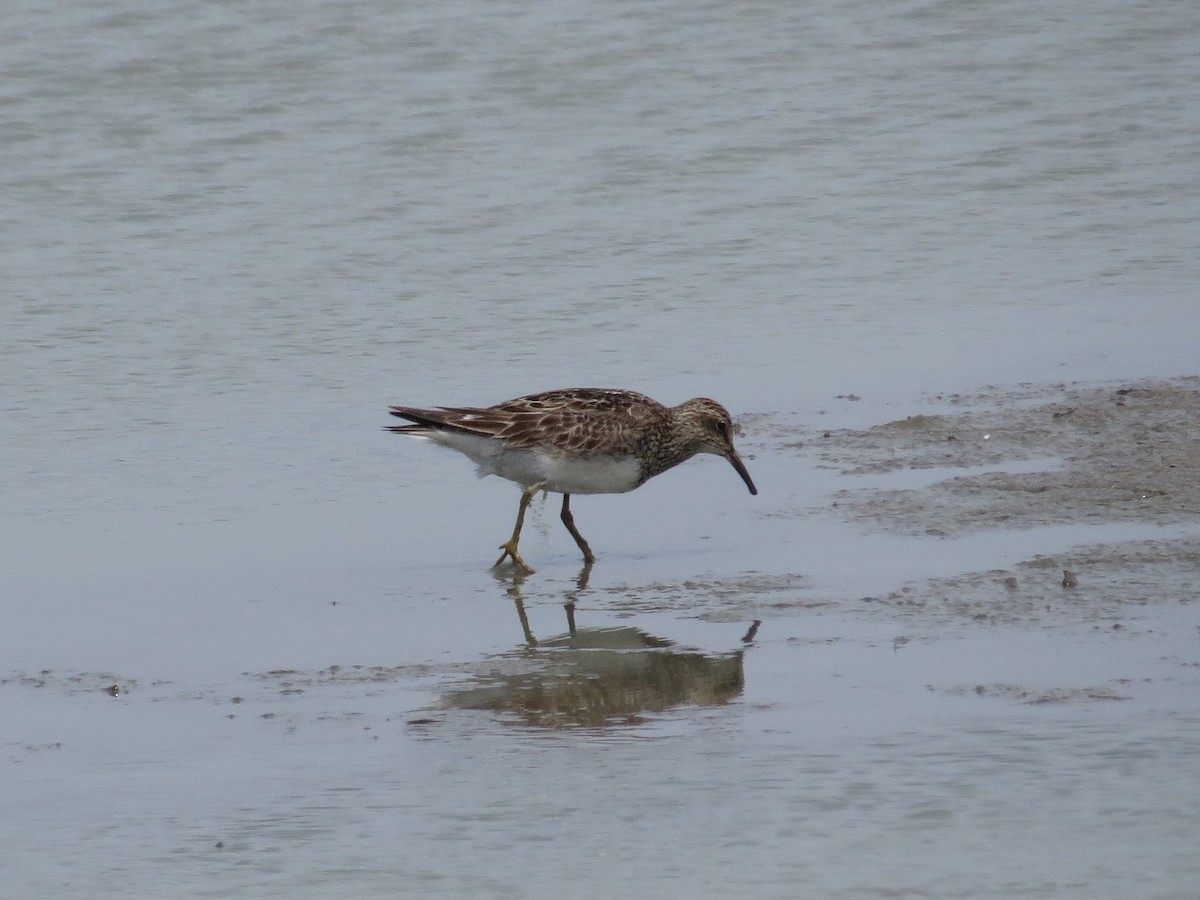 Pectoral Sandpiper - Brian Wulker