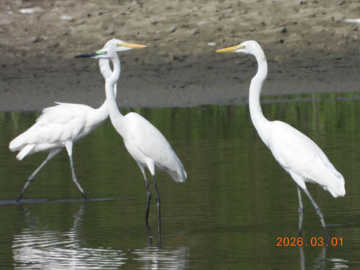 Great Egret - ML652243638
