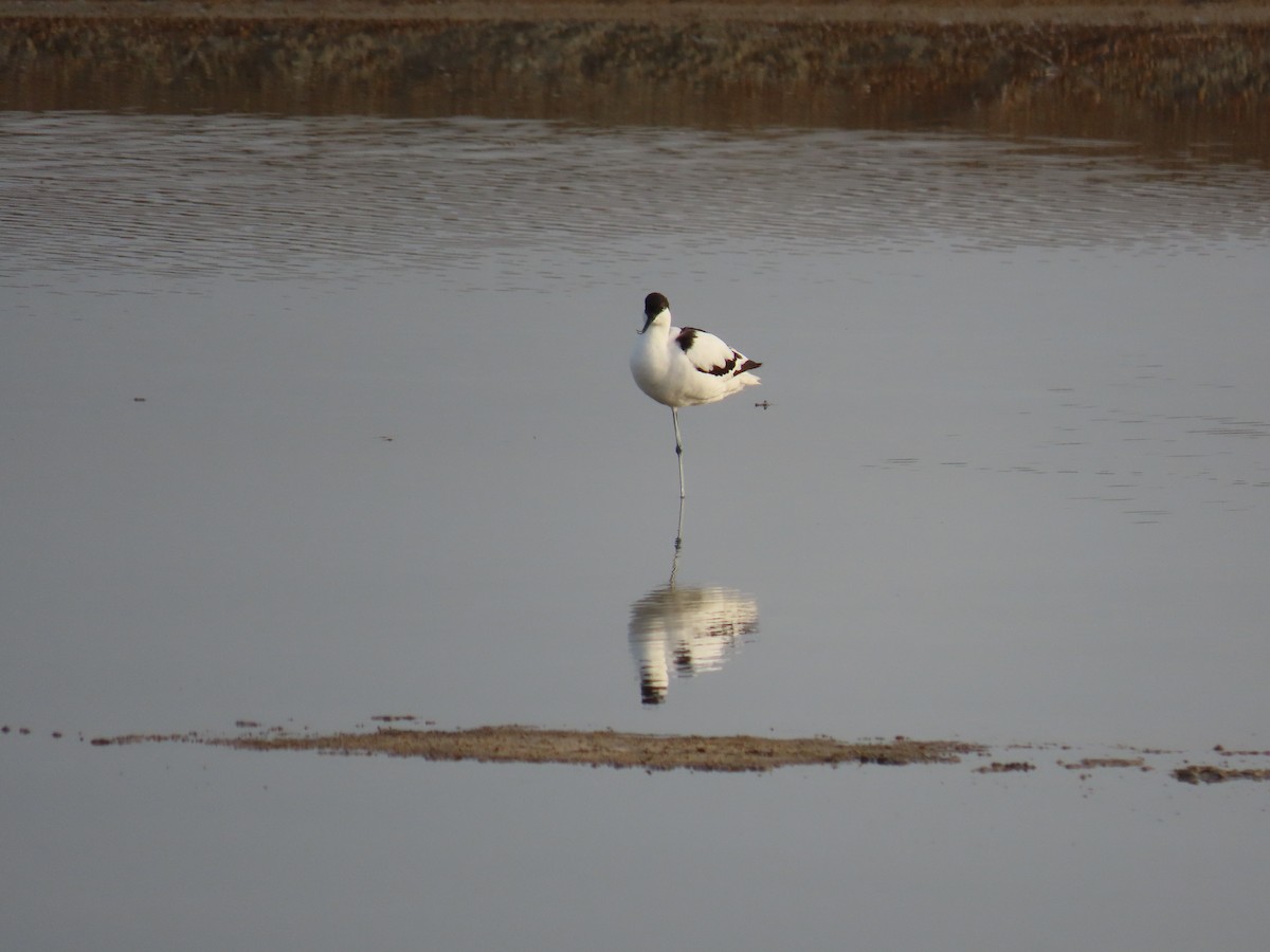 Шилоклювка - ML652243655