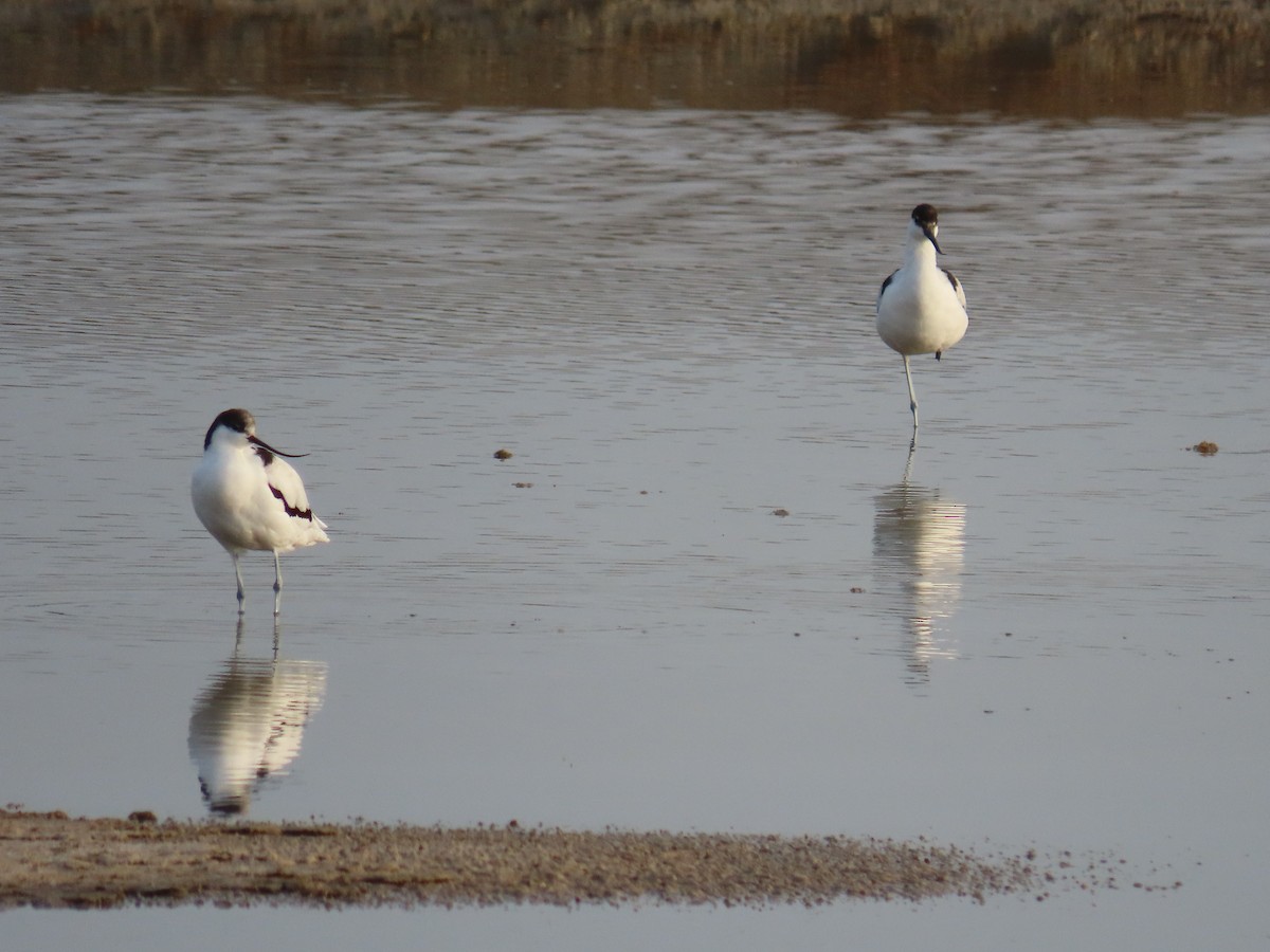 Шилоклювка - ML652243656