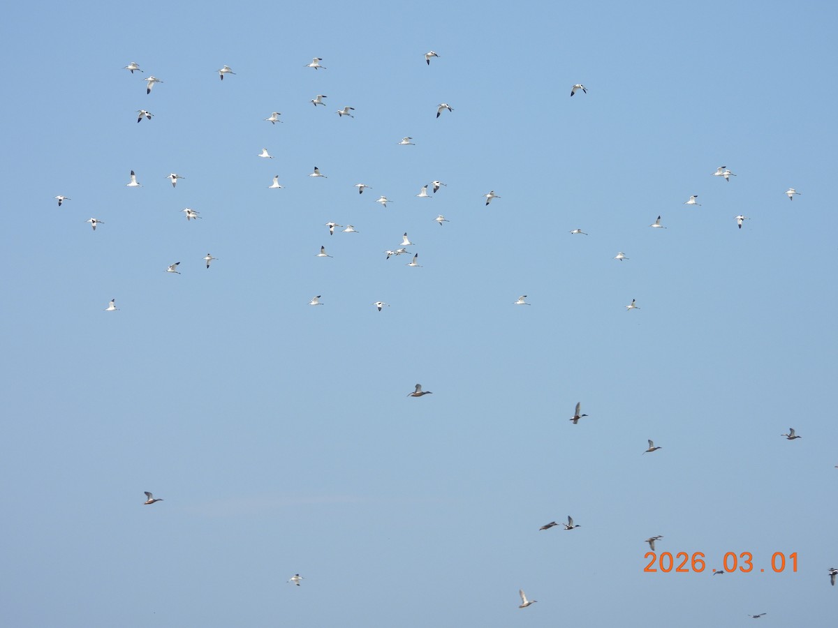 Шилоклювка - ML652243661