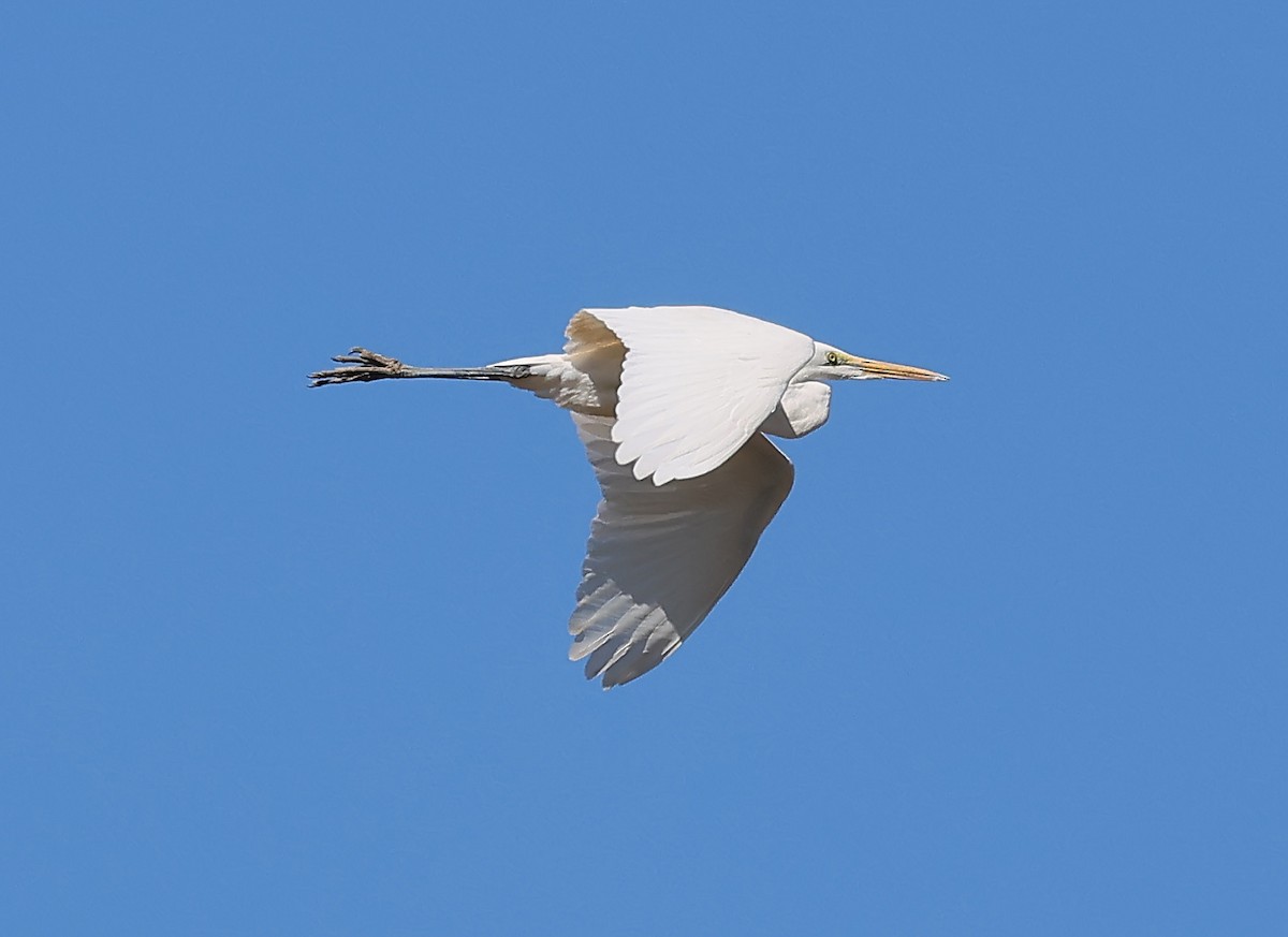 Great Egret - ML652243859