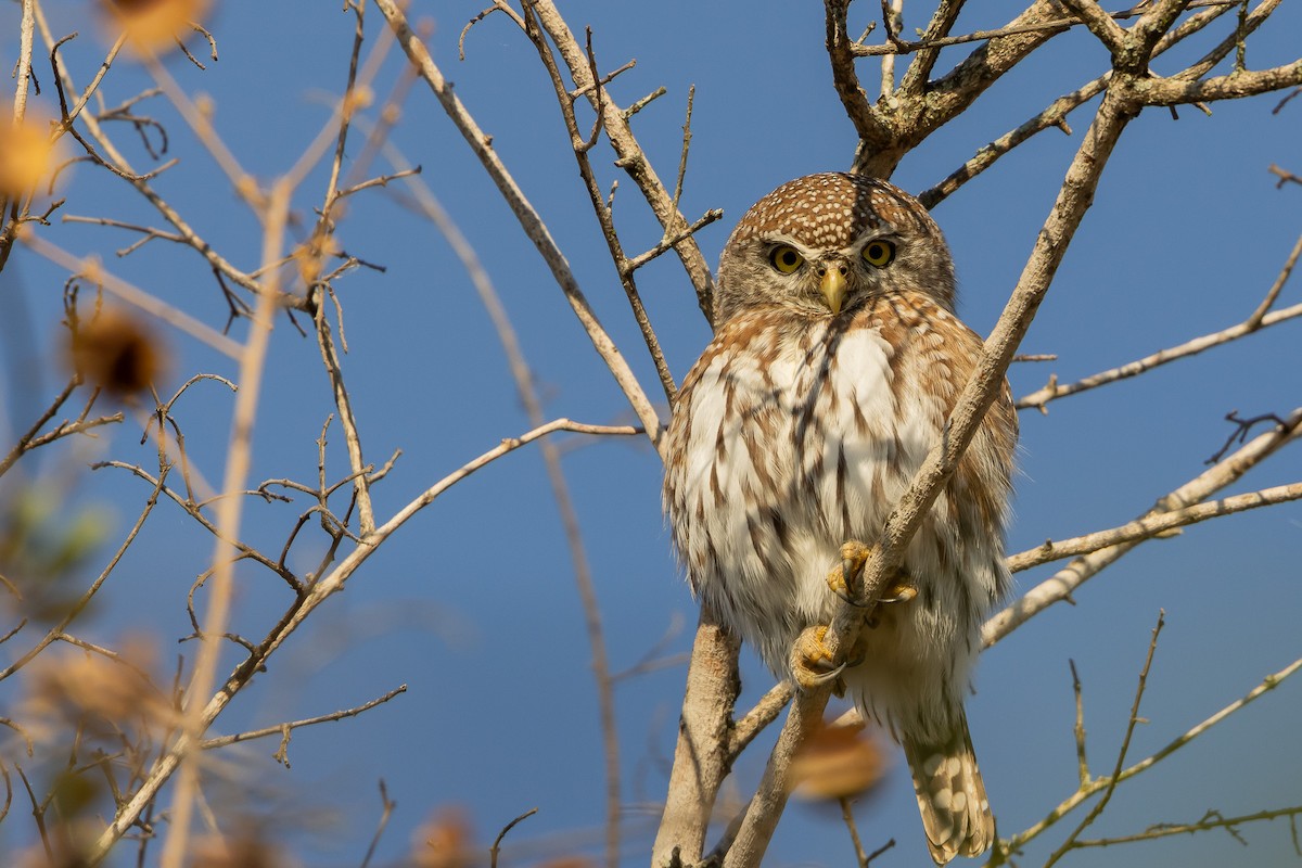 Pearl-spotted Owlet - ML652243981