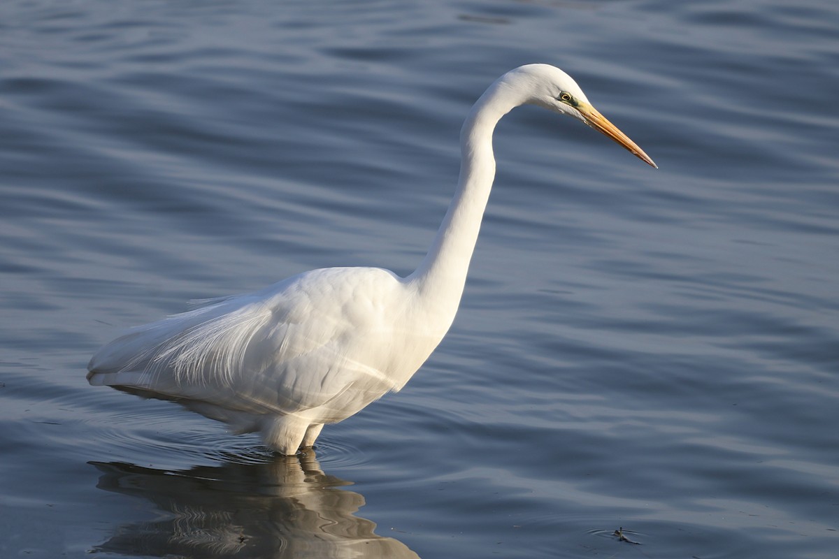 Great Egret - ML652243983