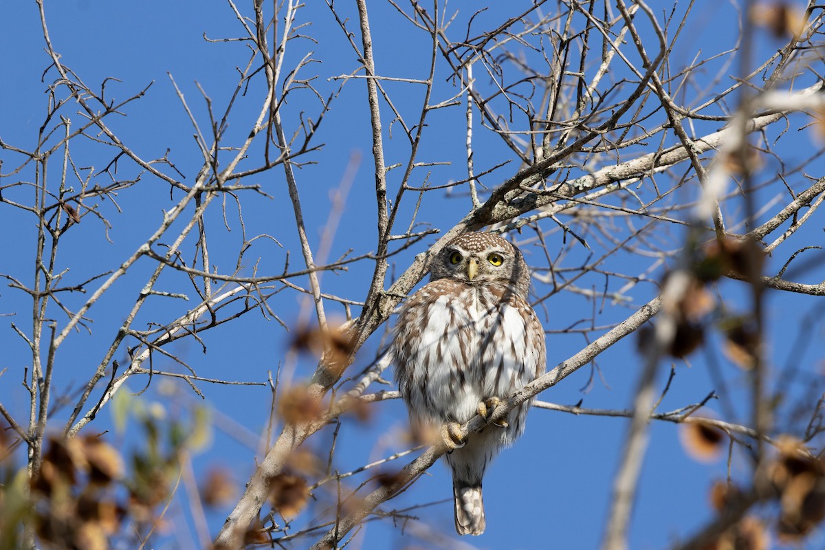 Pearl-spotted Owlet - ML652243990