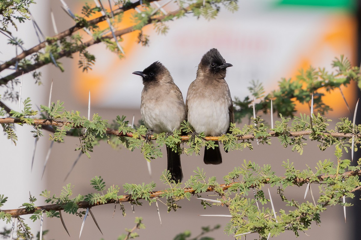 Common Bulbul (Dark-capped) - ML652244018