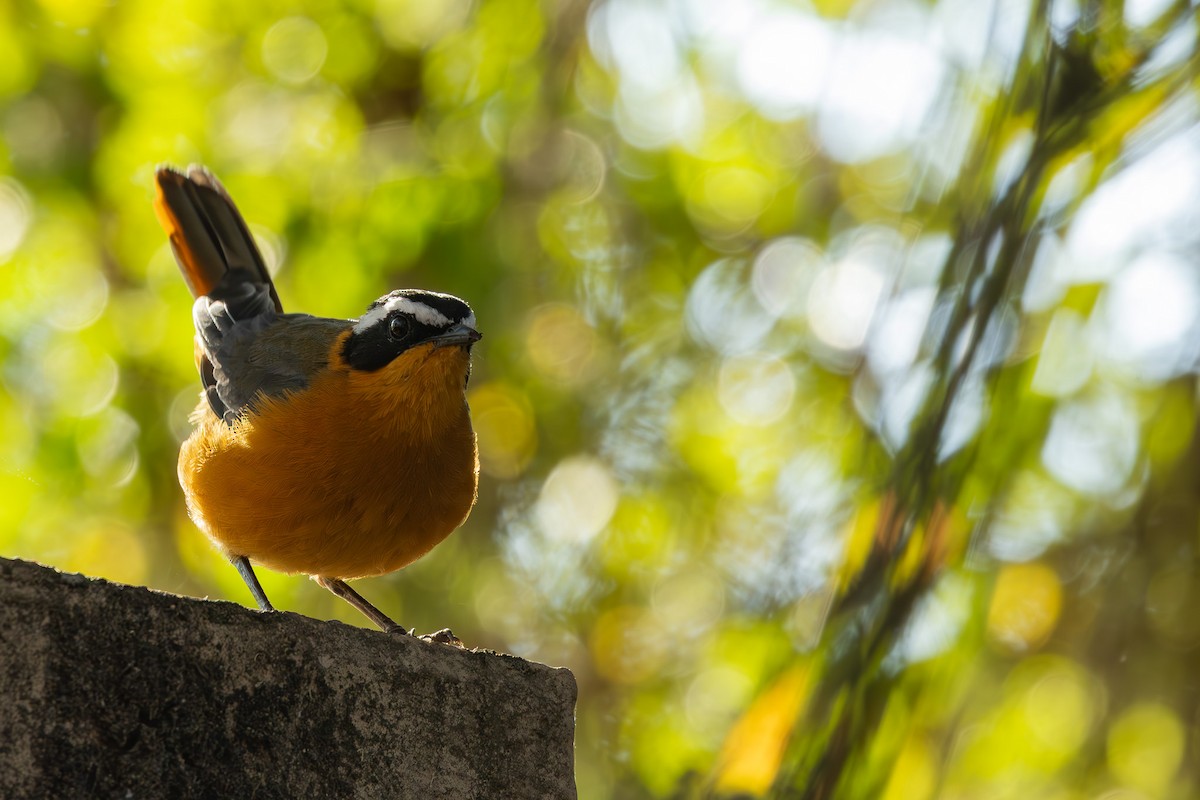 White-browed Robin-Chat - ML652244022