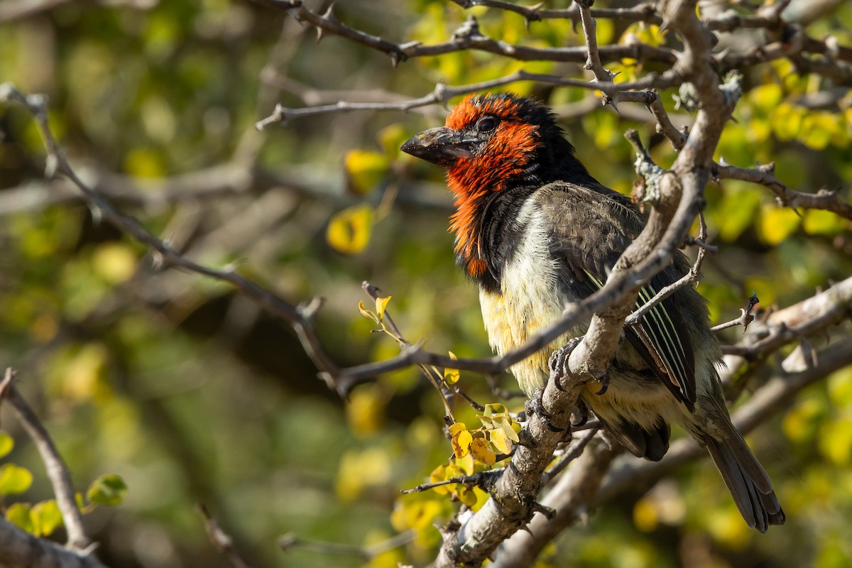 Black-collared Barbet - ML652244044
