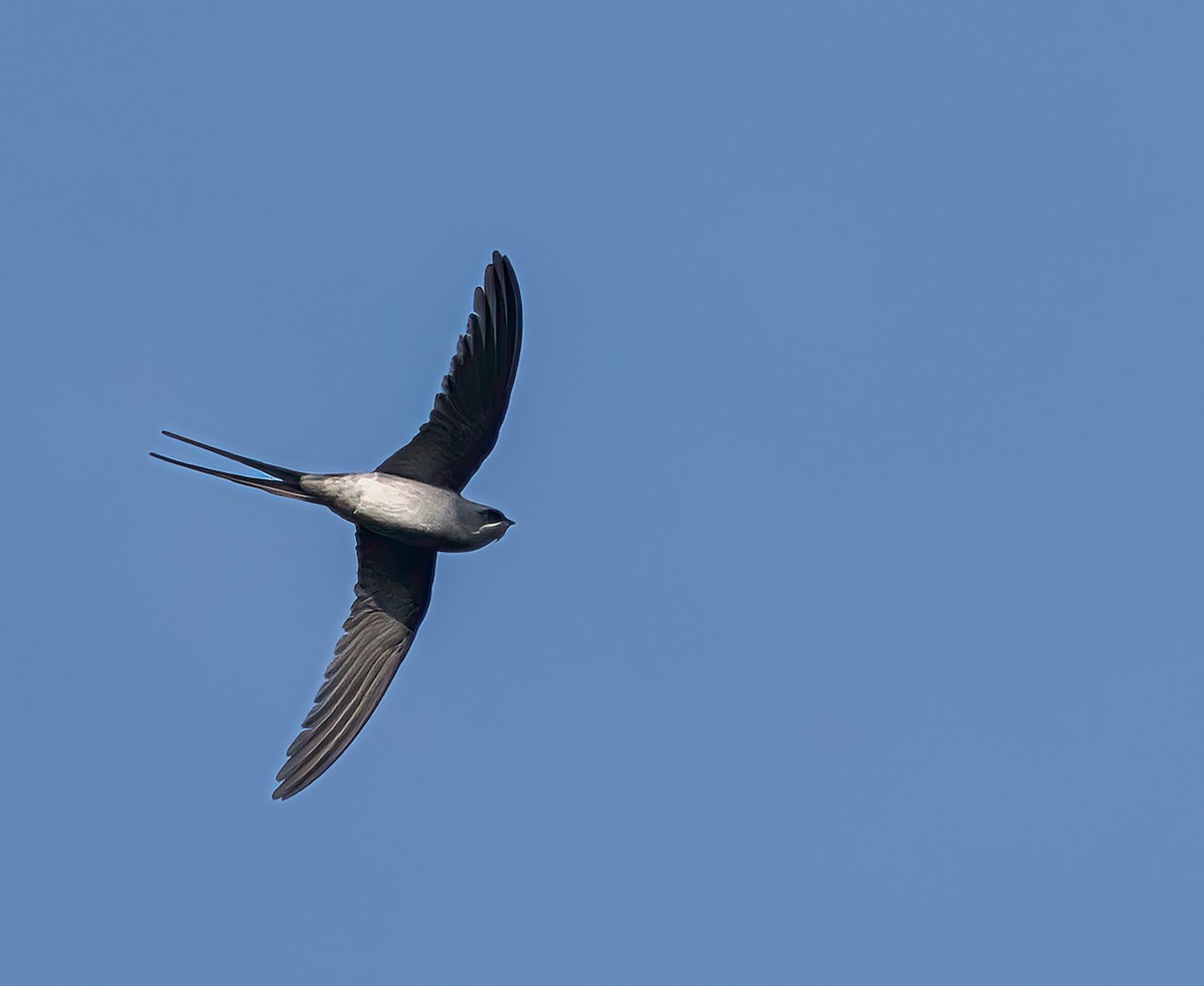 Crested Treeswift - ML652244065