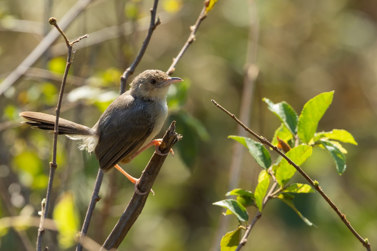 Red-faced Cisticola - ML652244079