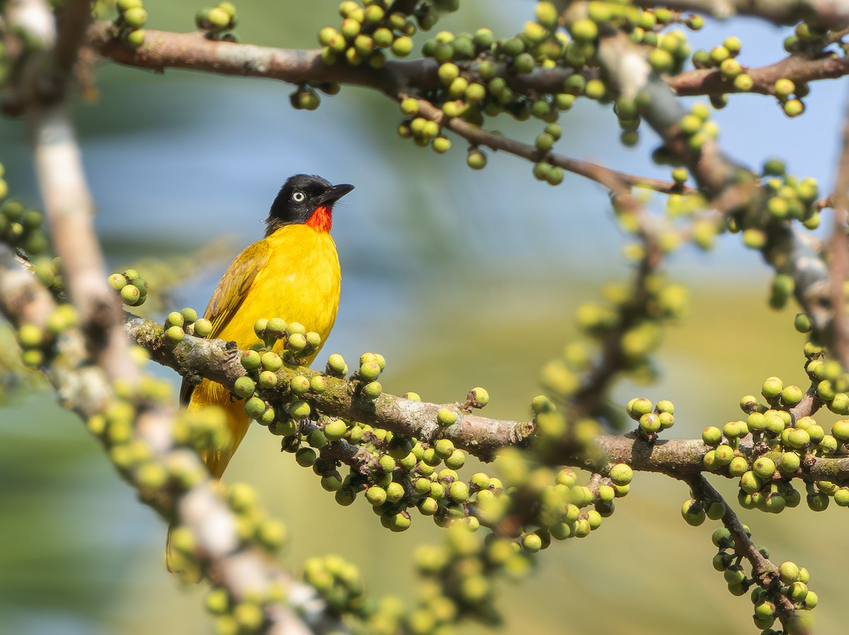 Flame-throated Bulbul - ML652244206