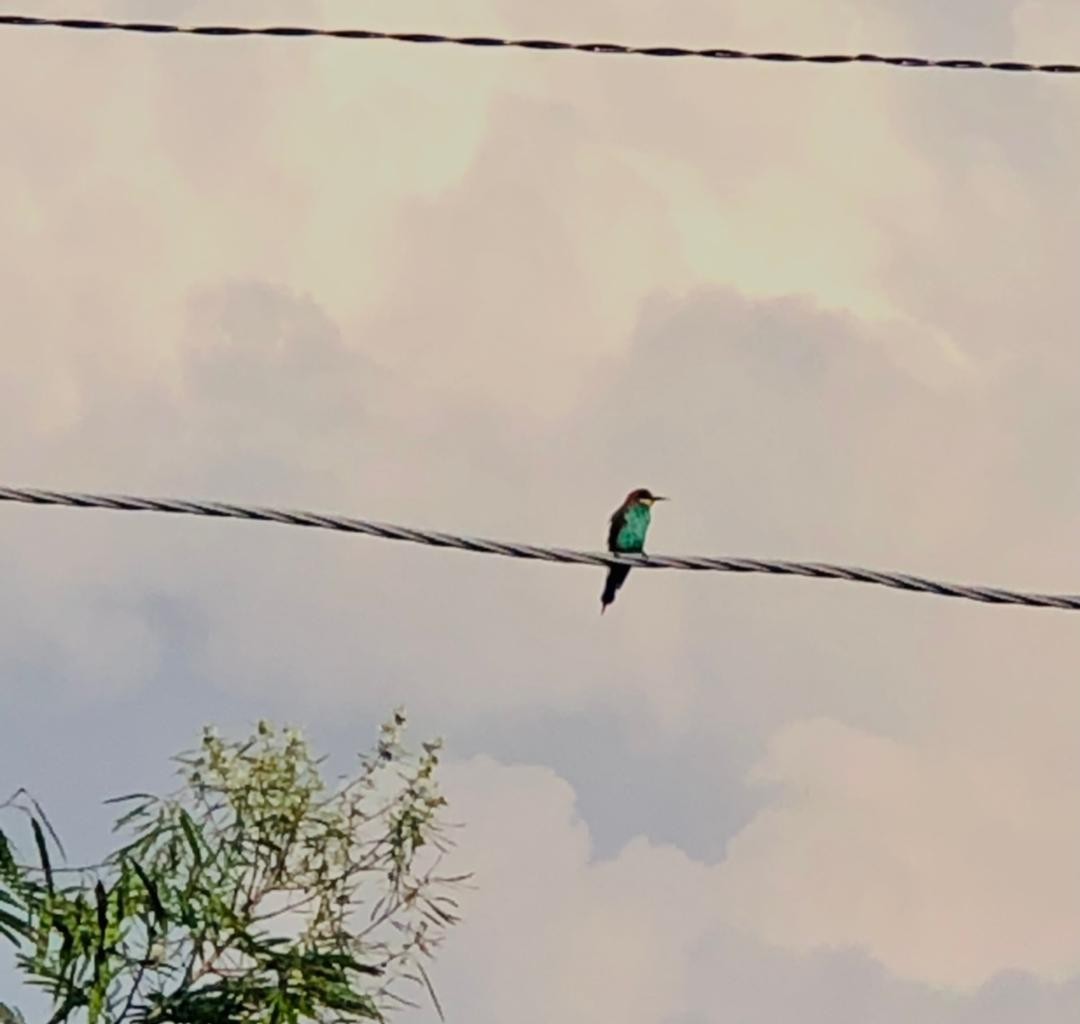 Золотистая щурка - ML652244381