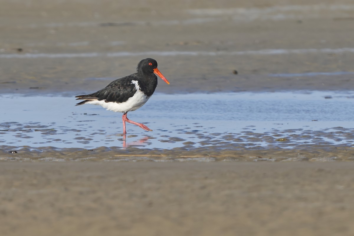 Huîtrier à long bec - ML652244392