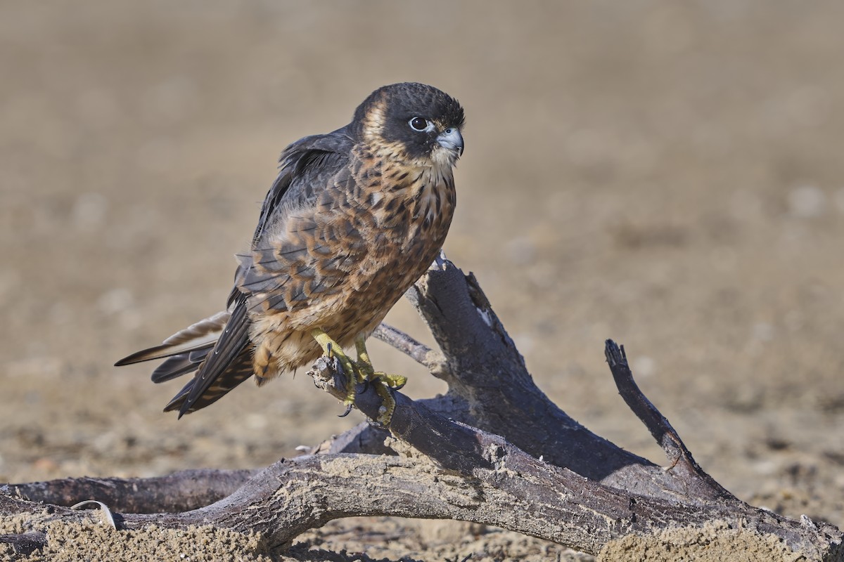 Petit Faucon - ML652244399