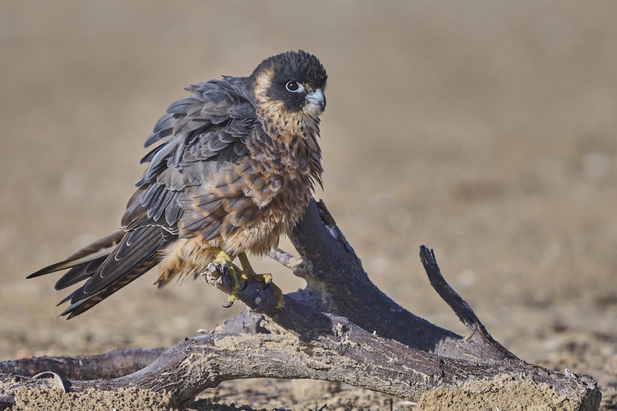 Petit Faucon - ML652244401