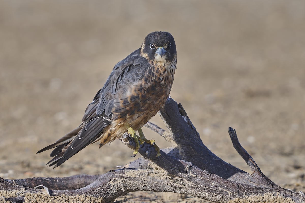 Petit Faucon - ML652244422